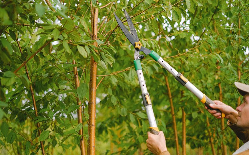 Tree trimming in La Porte, IN